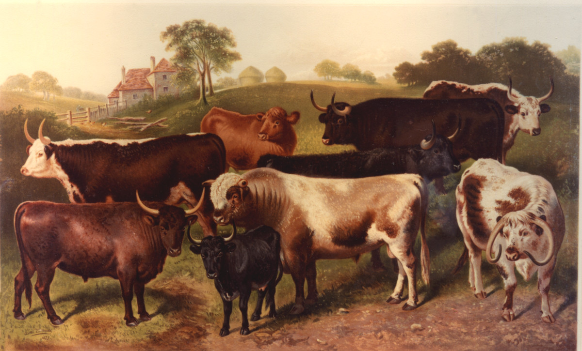 This is a print of an original painting, 'Breeds of Cattle', by Astor Corbould, in 1879. It is one of a collection of paintings and prints thought to date from the last quarter of the 18th century to c.1860. (MERL 64/75)