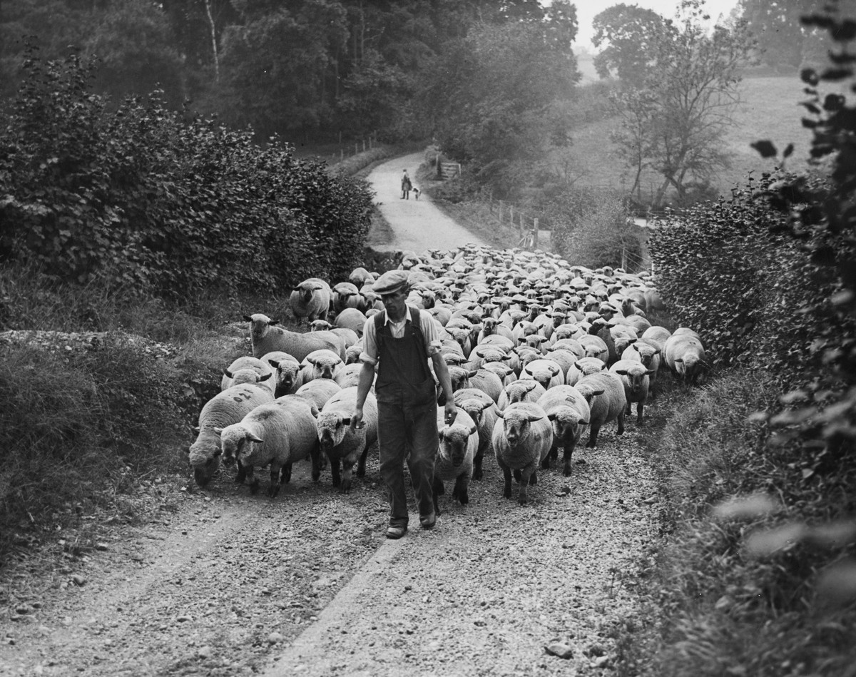 A shepherd and his sheep navigate a country road. (MERL P DX289 PH2/2/563)