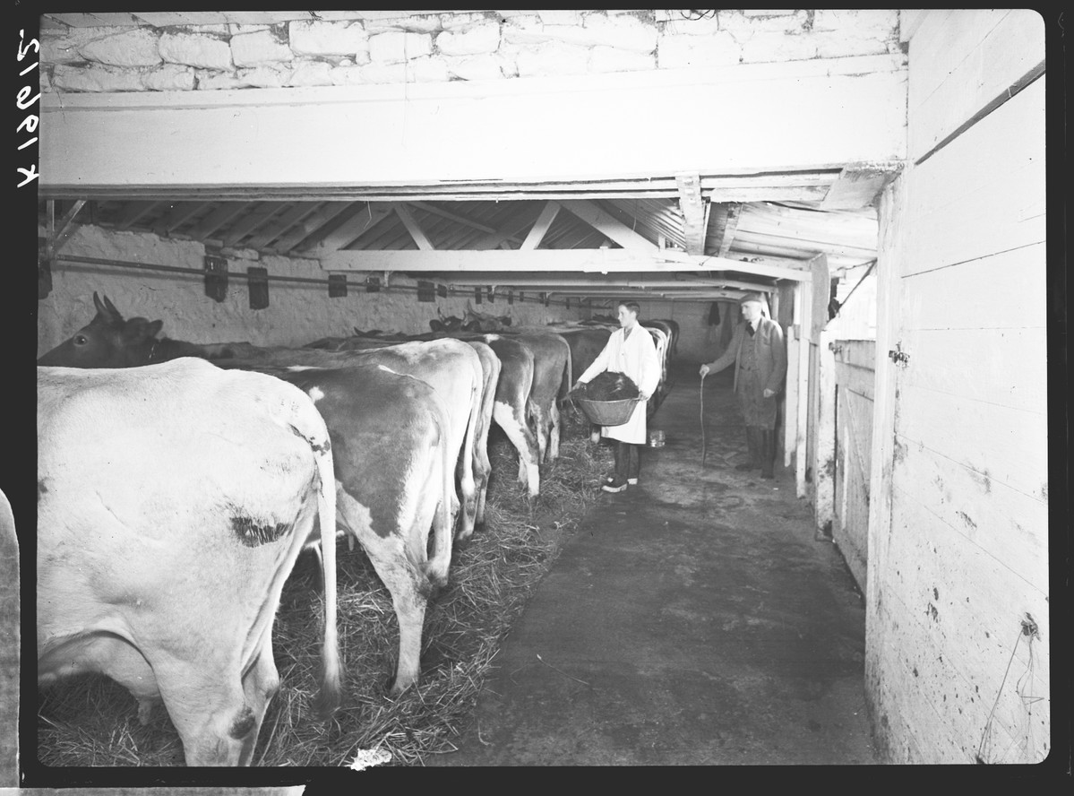 A farm worker feeds silage to cows, photographed in 1941.