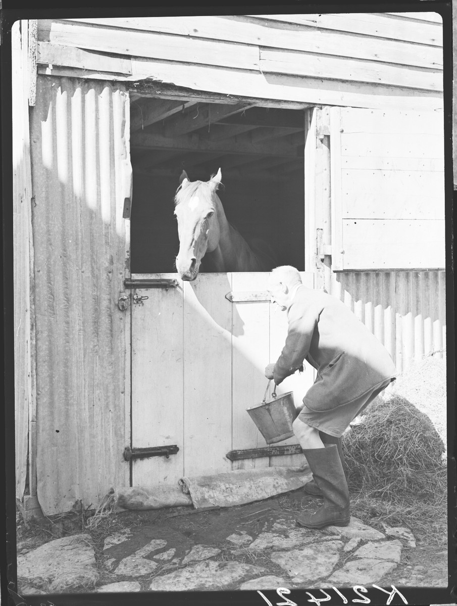 A vet tends to a horse. This photograph was taken in 1939, and signs of air raid precautions would have been found across the farm. (MERL P FS PH1/K21421)