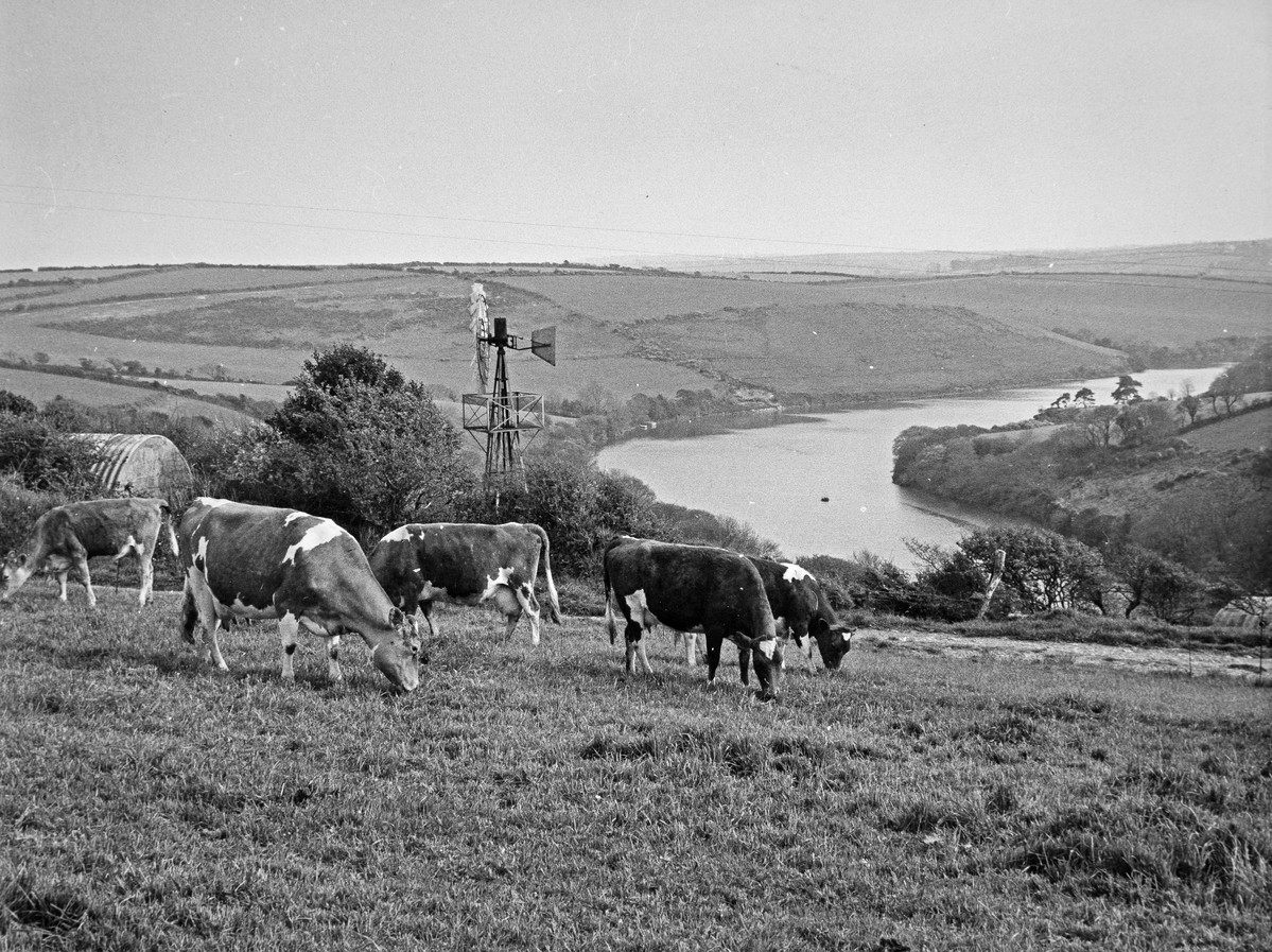 Cows graze in a pasture.