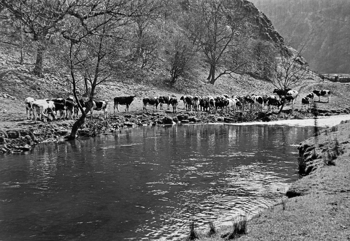 Black and white photo of cattle on the riverbank.