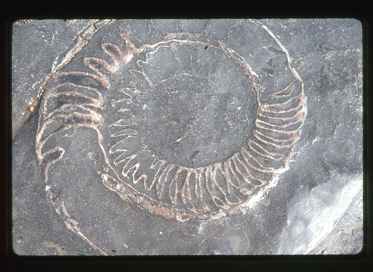 An ammonite.