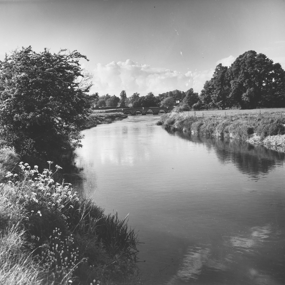 The Dorset Stour on a June evening above Wimborne.