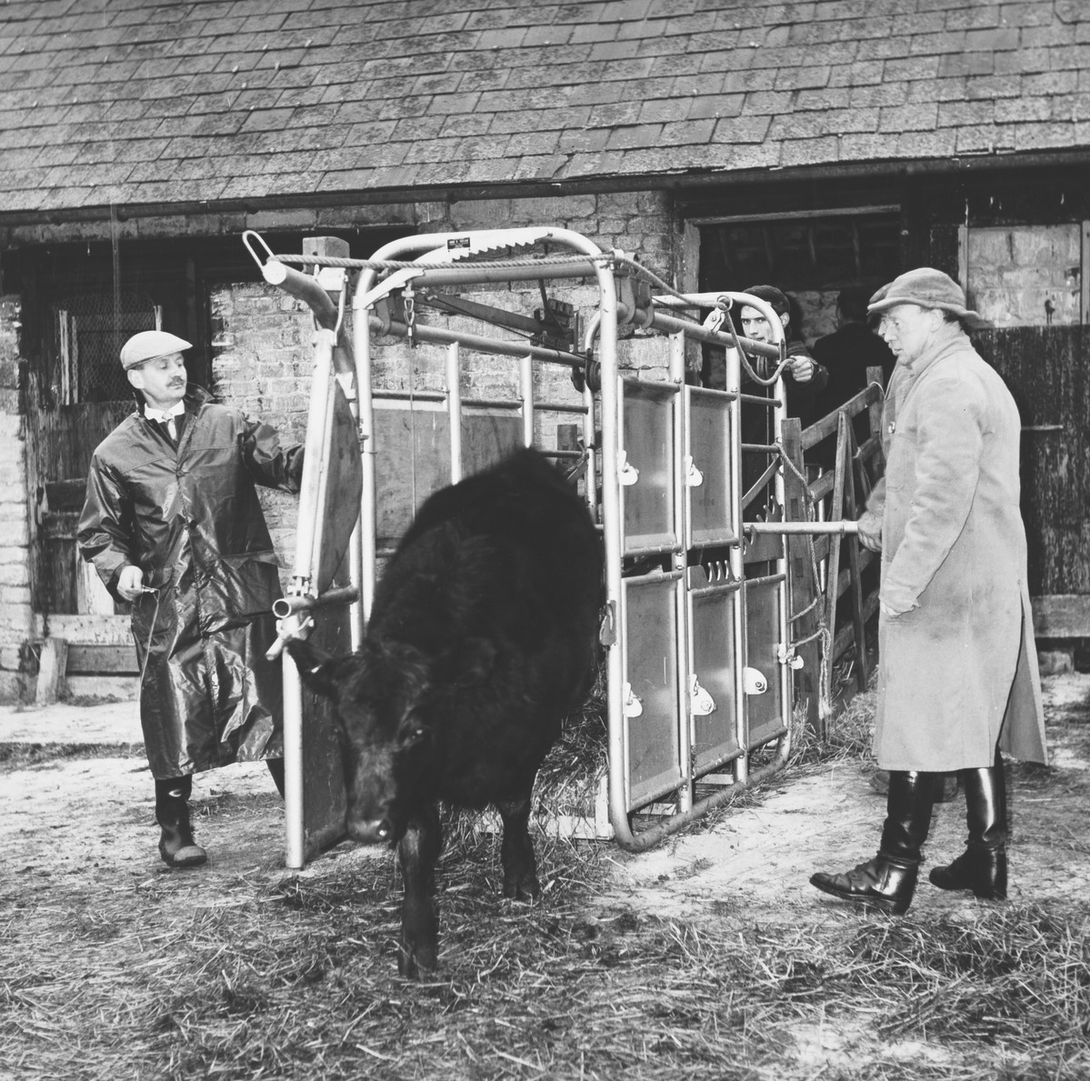 A vet with a cow.