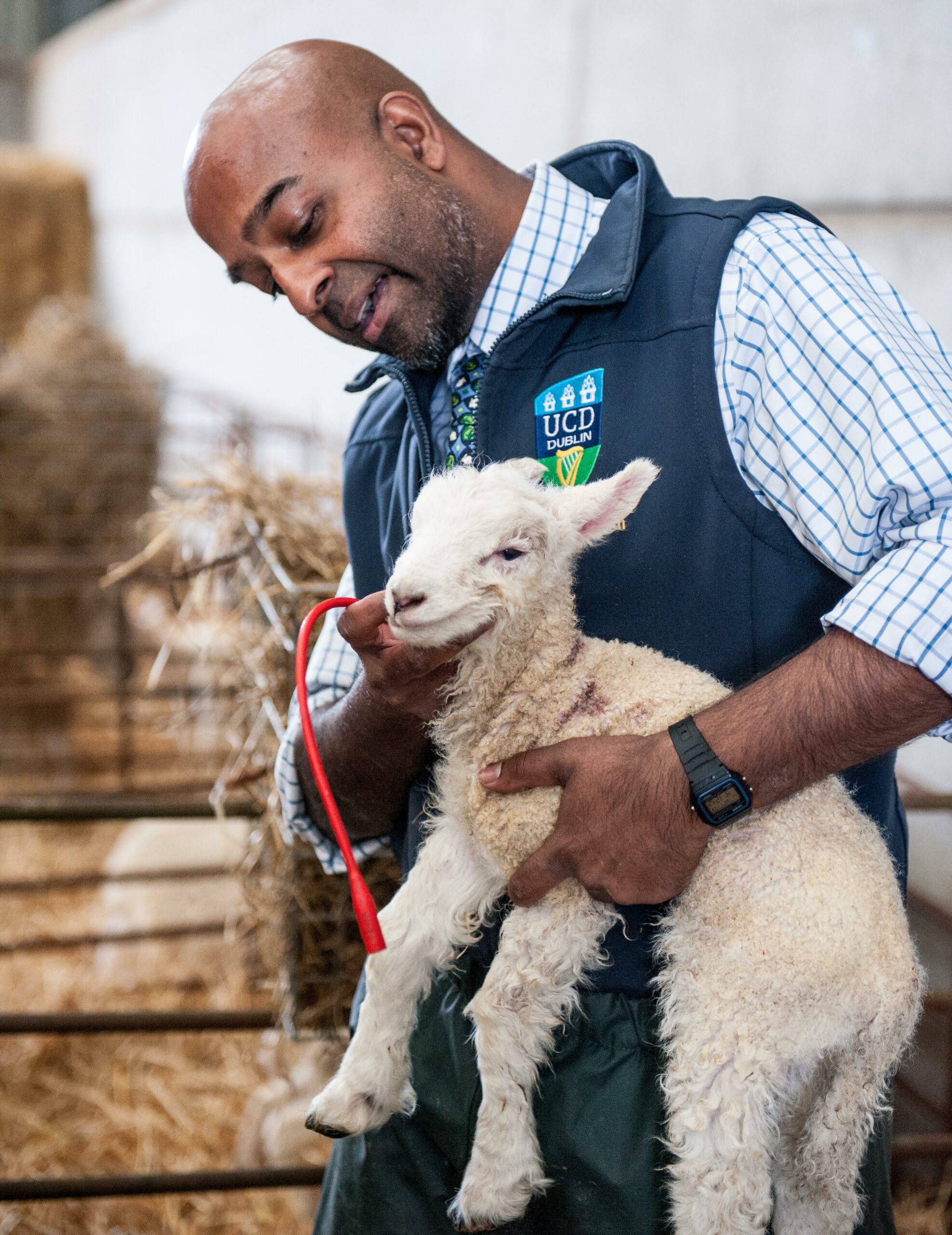 Theeb with a lamb.