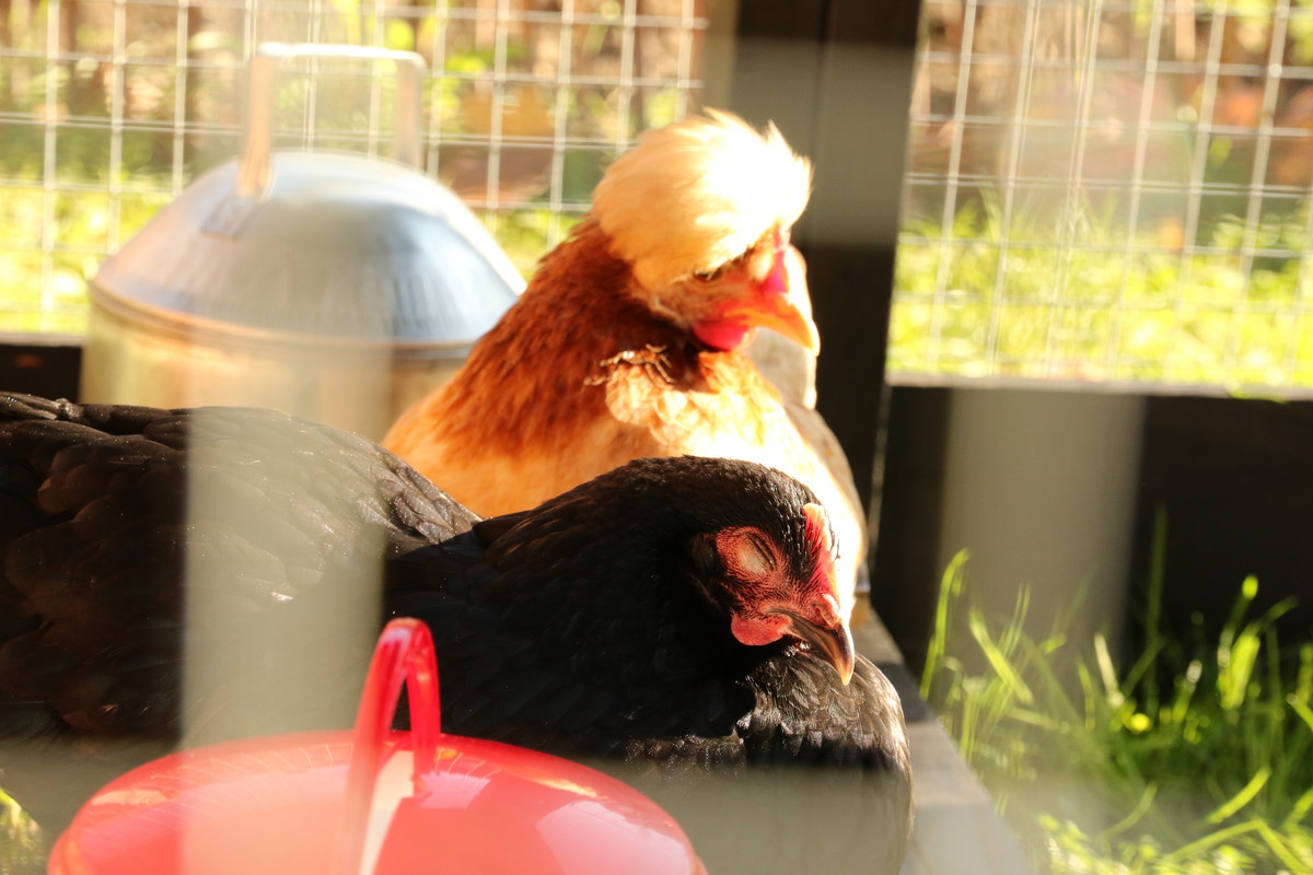 Chickens in The MERL garden.