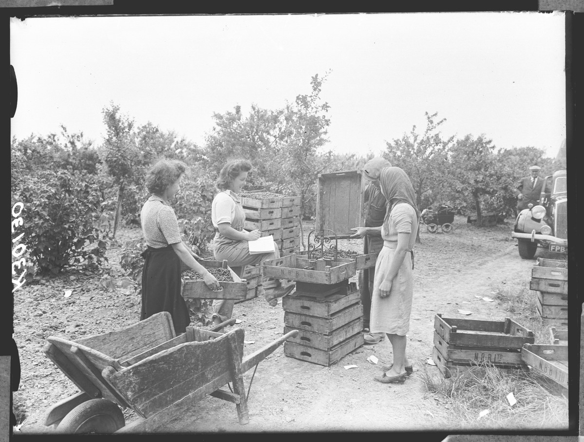 Farmworkers weigh blackcurrants.