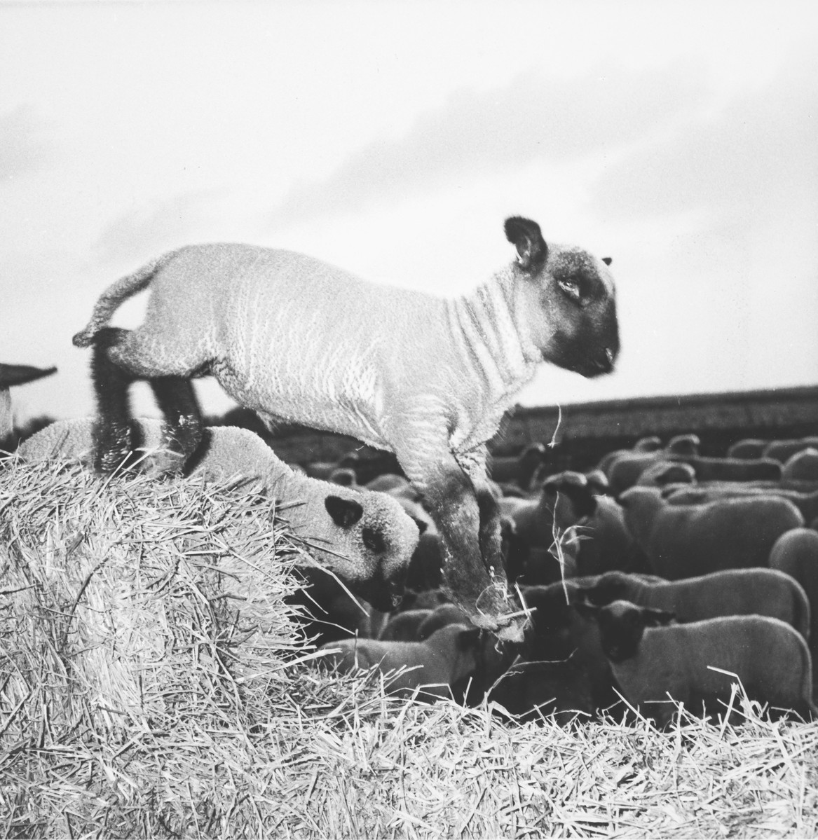 A lamb on a hay bale.