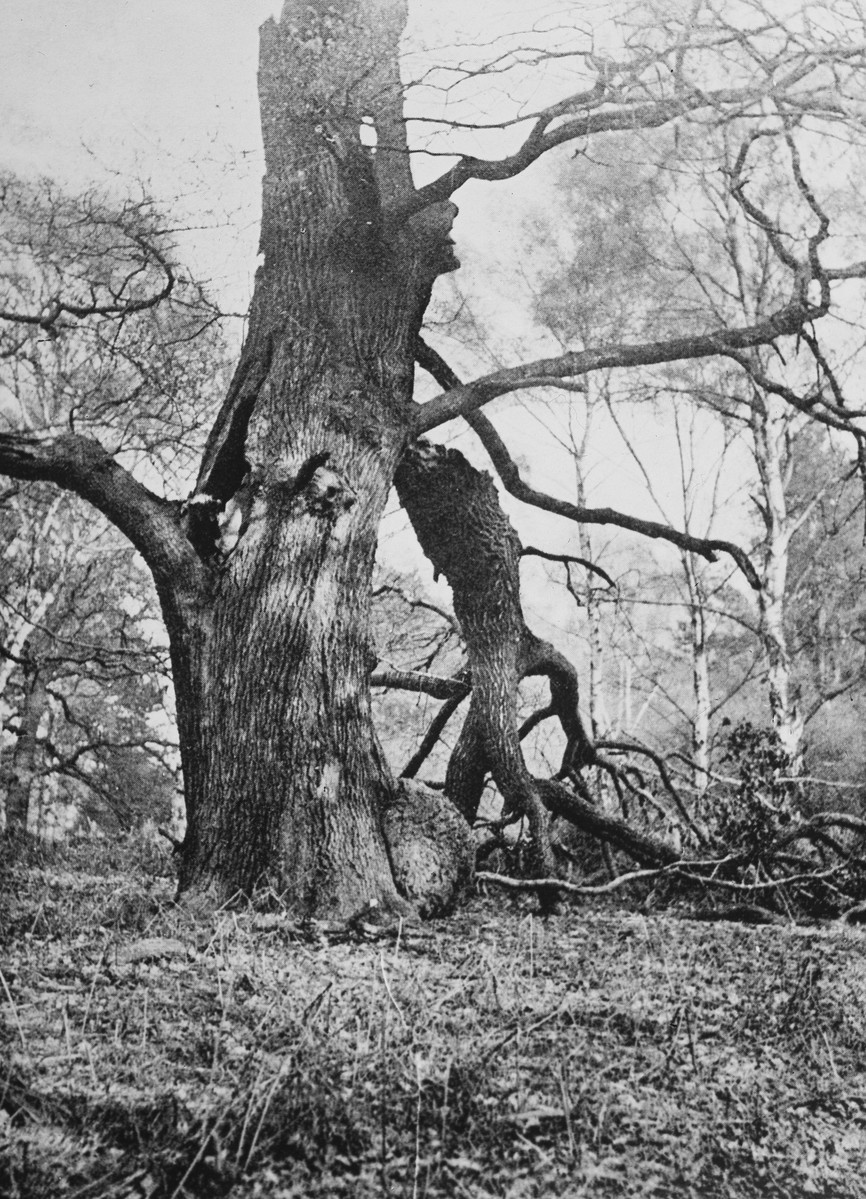A wrecked oak.
