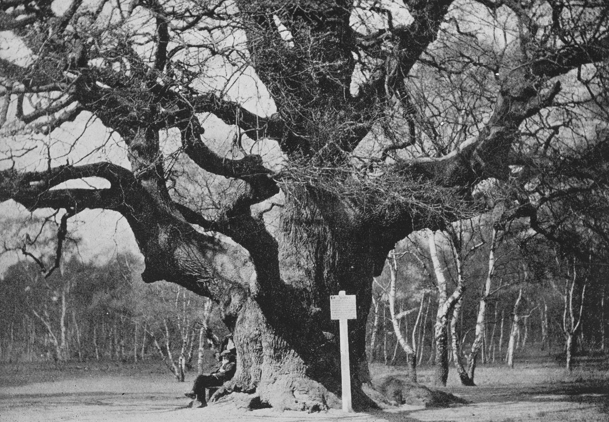 A major oak stands tall in Sherwood Forest.