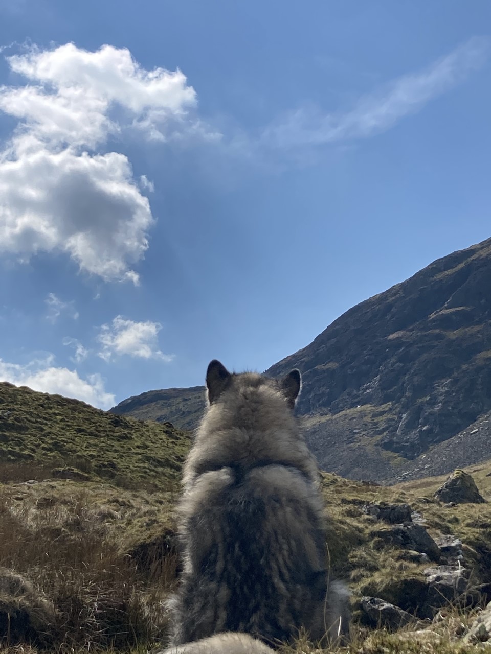 Anooshka's dog Loki enjoys a Lake District view.