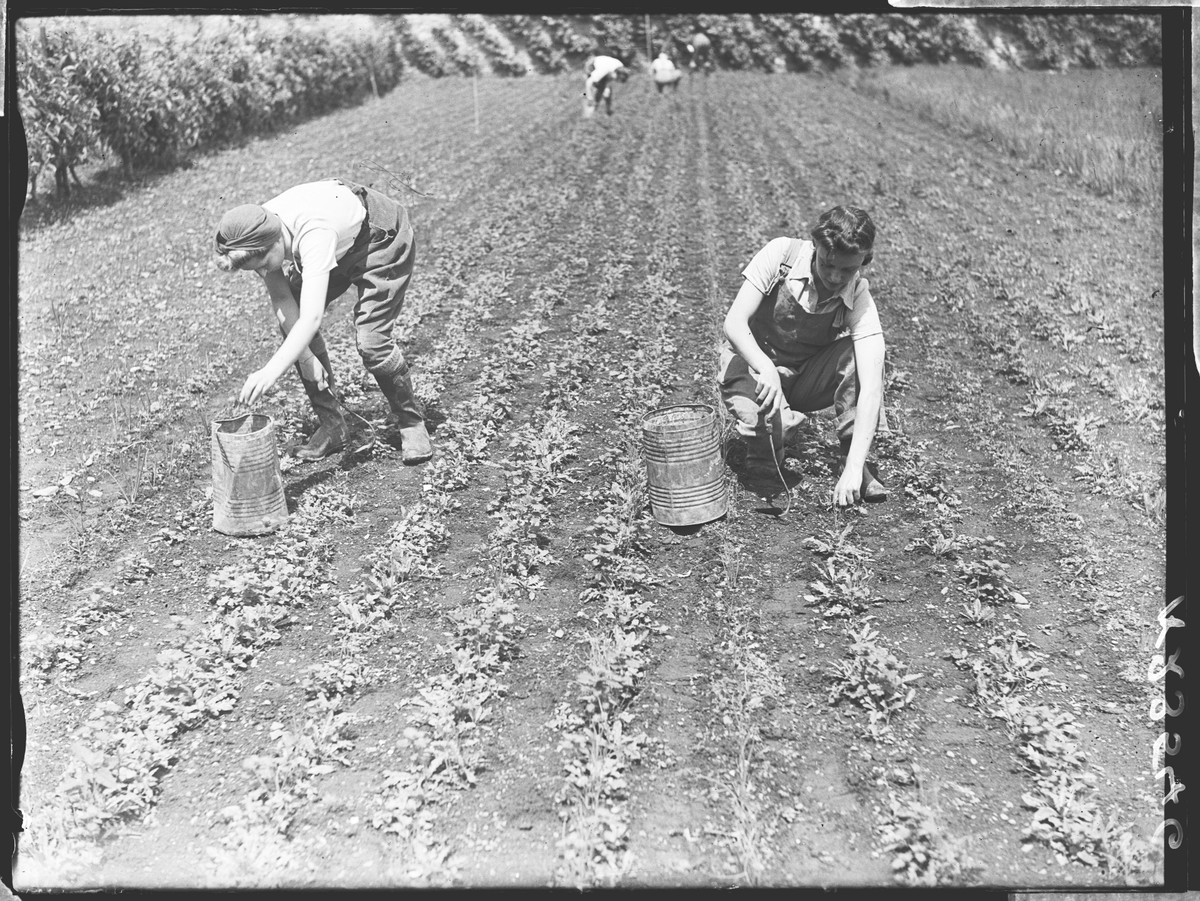 Hand weeding by members of the Women's Land Army at the Cannington Farm Institute, Somerset.