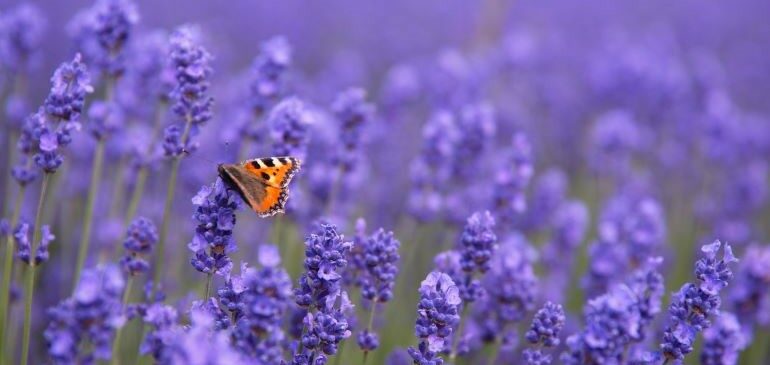 Butterfly sitting on lavender