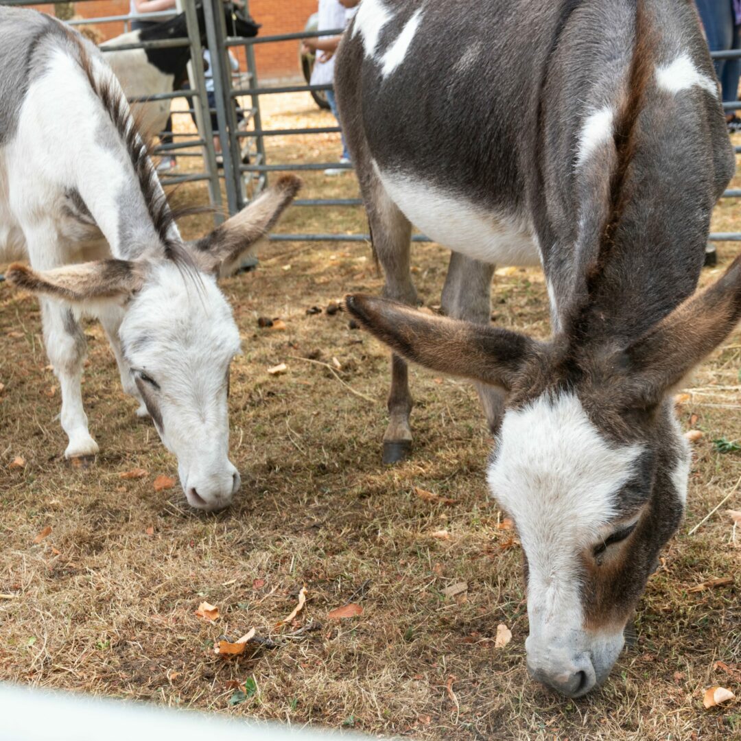 Two donkeys graze in The MERL garden.