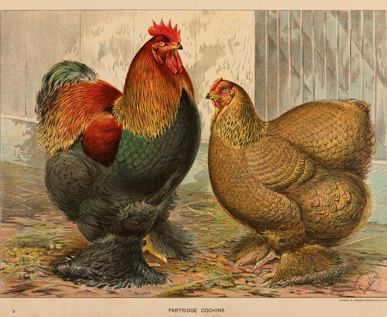 Two illustrated partridge cochins from The New Book of Poultry.