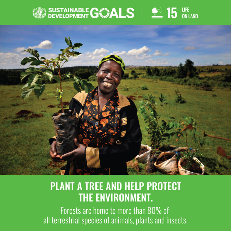 Sustainable Development Goal 15. It says: 'Plant a tree and help protect the environment'.