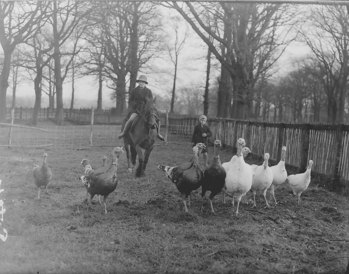This photograph was taken by Eric Guy in c. 1937, depicting turkeys on a farm. A farmer on horseback and a child are behind them.