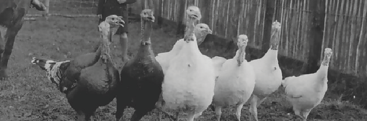 Why Do We Eat Turkey For Christmas Dinner The Museum Of English 