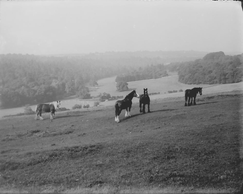 Horses at Fossebridge