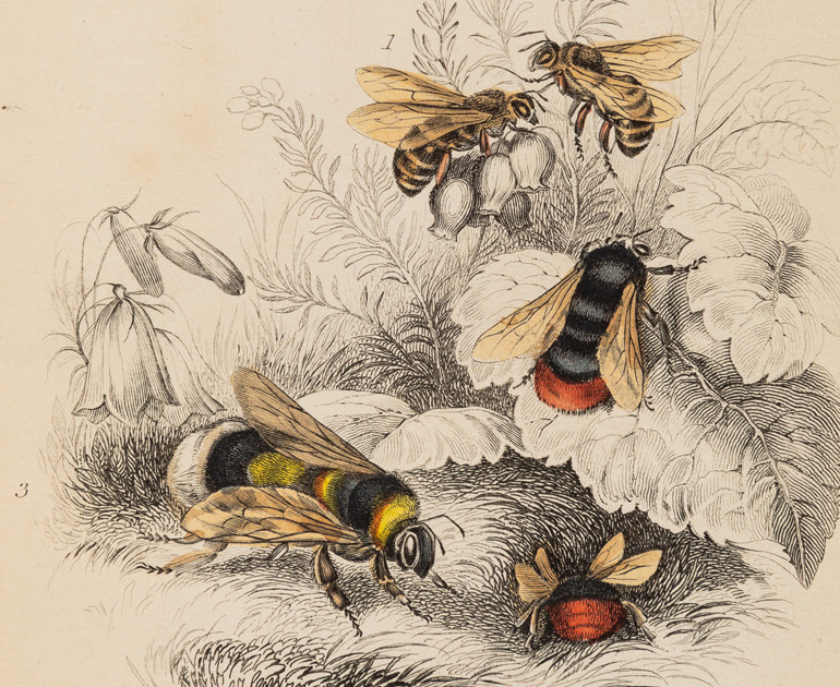 Illustration of bees from the Cowan bee collection