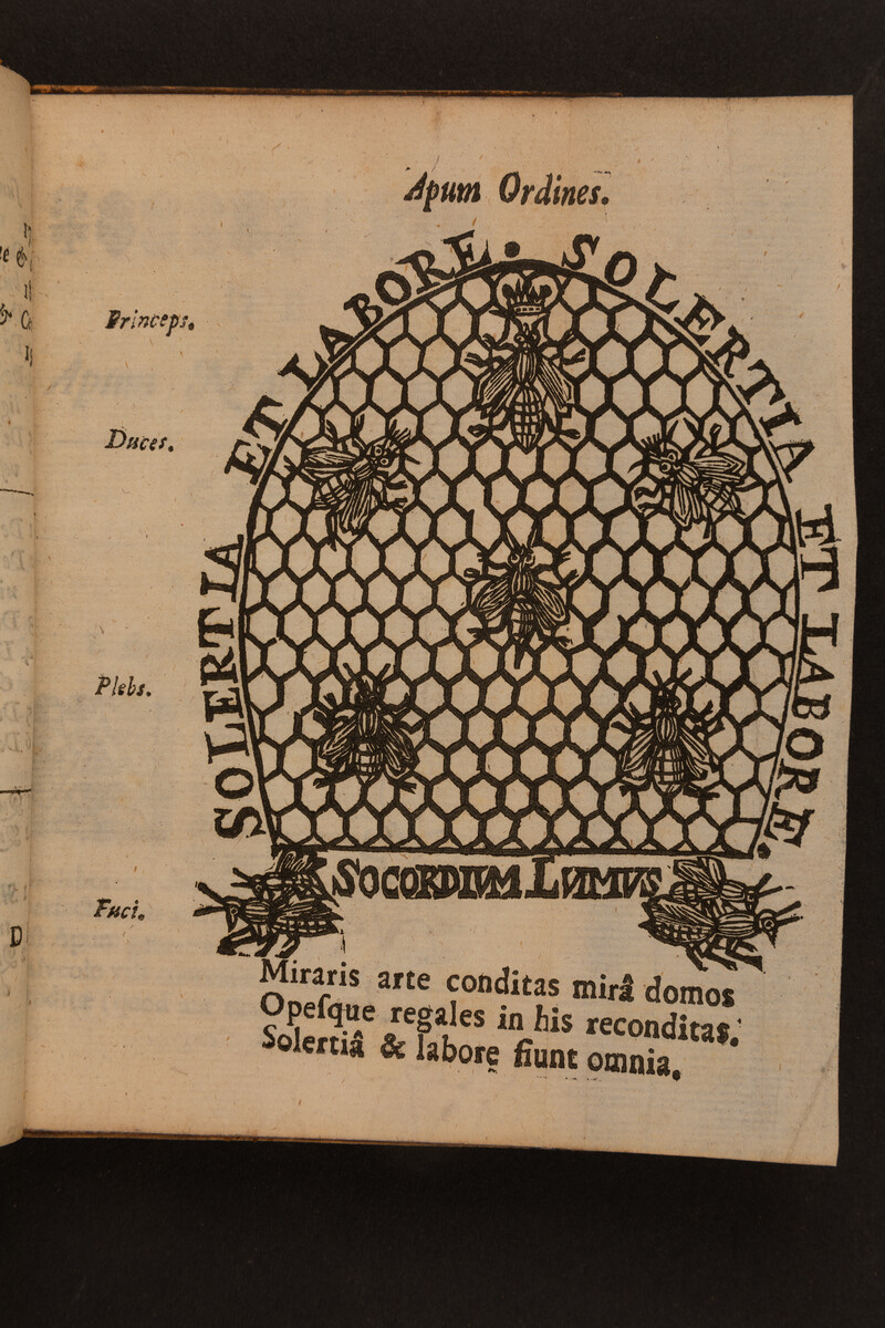 An image of bees from a translation of 'The Feminine Monarchie' originally published in 1609.