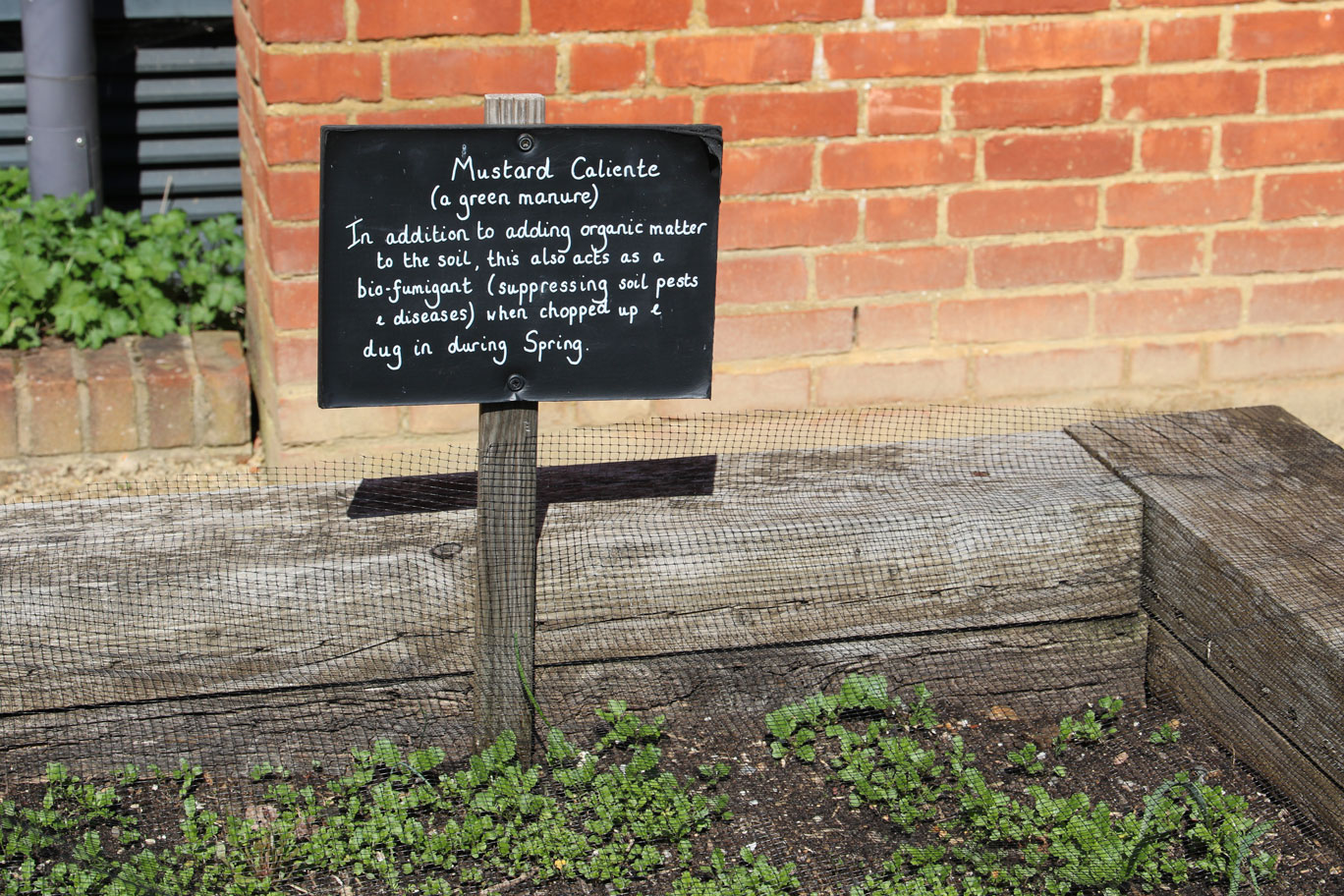 handwritten sign with information about 'mustard caliente' a form of green manure in a raised bed in the garden at The MERL