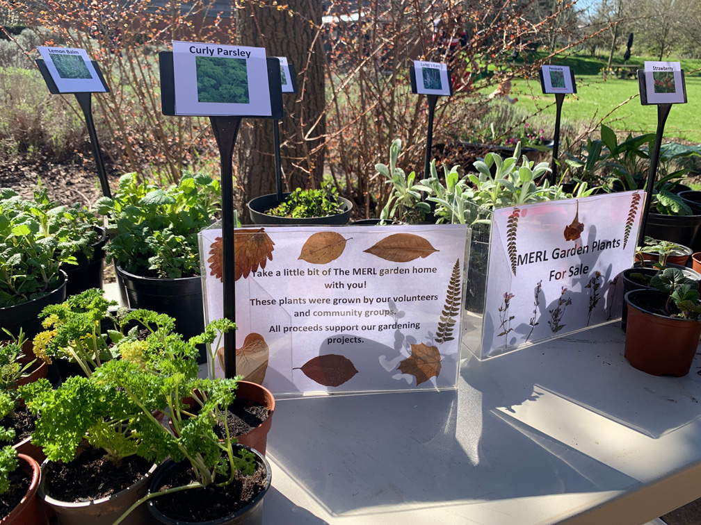 Plants for sale on a table in the MERL garden
