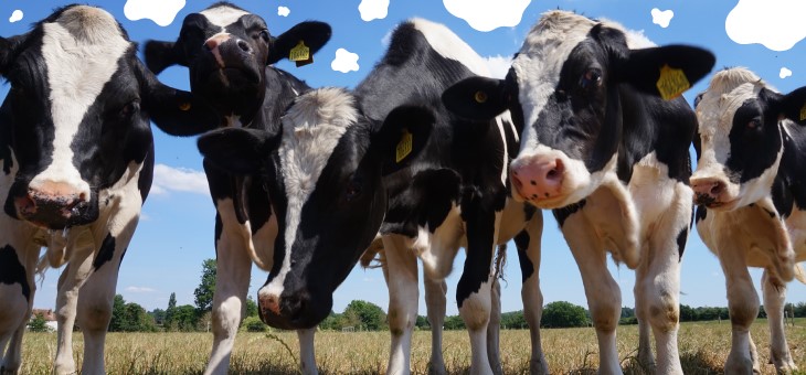 cows against a blue background with Burp! written on clouds above them