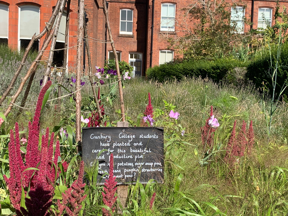 The Cranbury College plot in the MERL garden