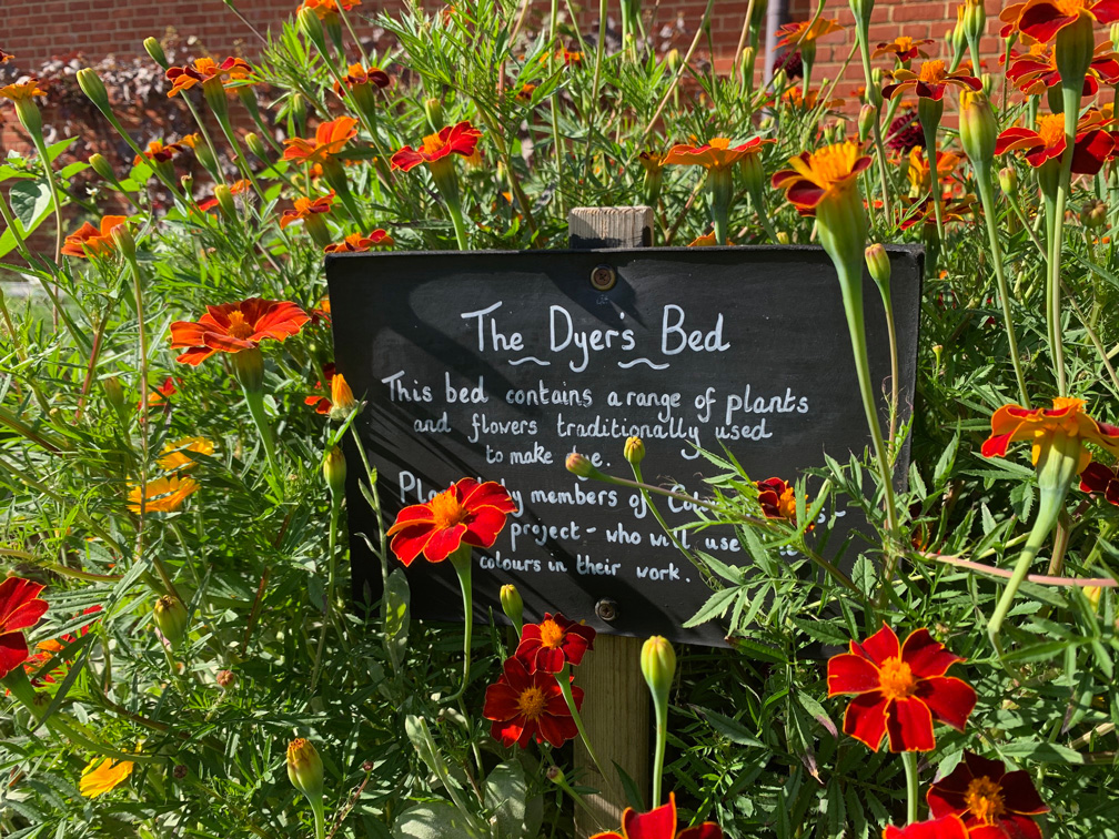 Bright red flowers in the dyers' bed in the MERL garden