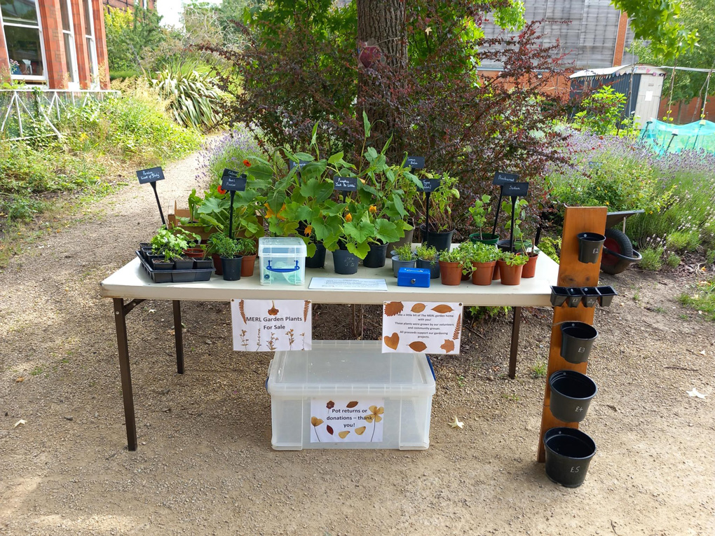 The summer plant sale in the MERL garden