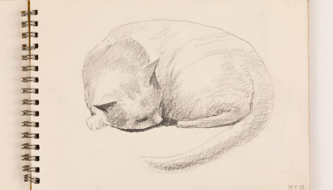 Pencil sketch of a cat