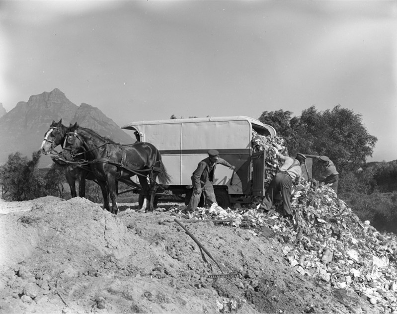 Black and white photograph of two horses standing by a trailer as two men offload debris down a slope.