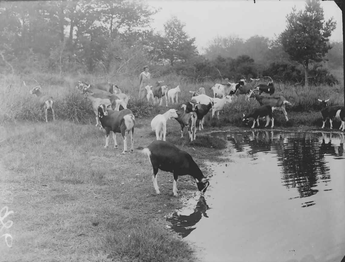 Black and white photograph of goats next to a pond