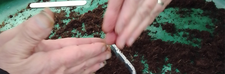 finger tips touch as people rub hands together to sow seeds in a tray