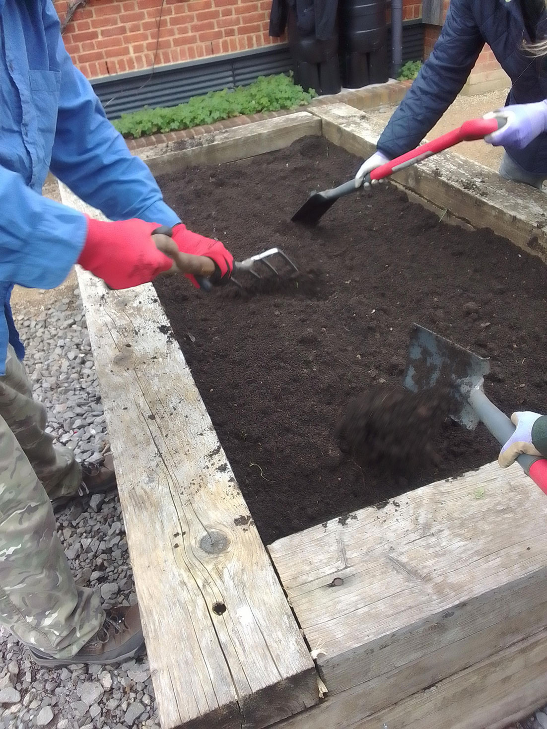 3 people use spades to level compost in a raised bed