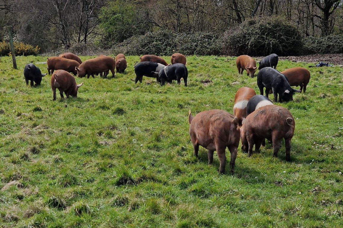 Brown and black pigs standing in a field on Flavian's farm