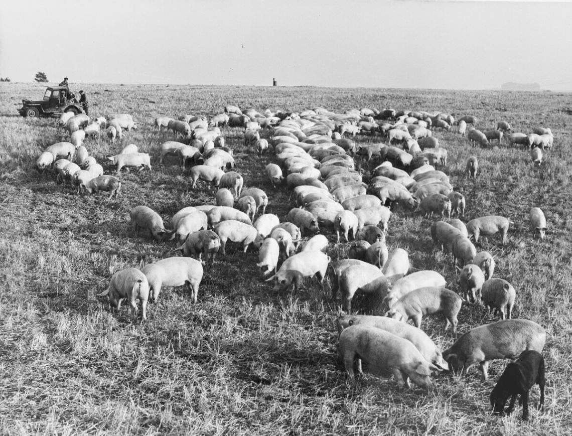 Black and white photograph of a large group of pigs in a field