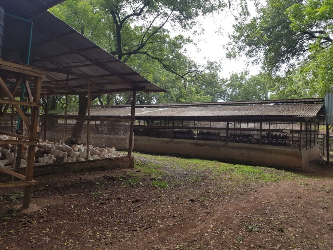 Chickens in an open shed, surrounded by trees