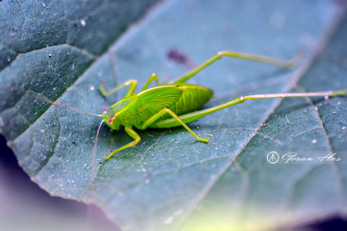 Photograph of a cricket on a leaf