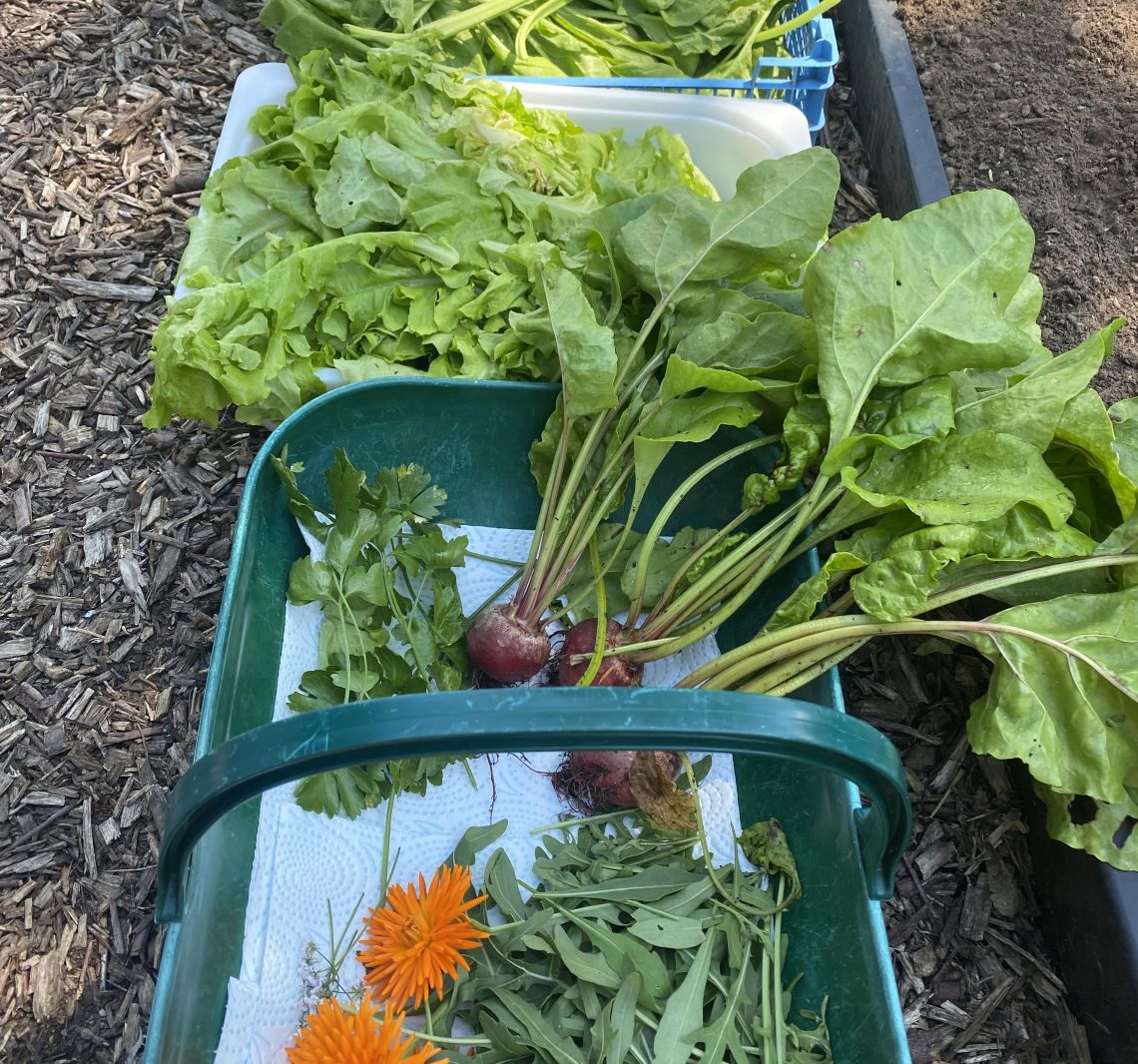 A variety of green vegetables in baskets