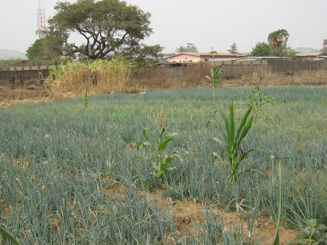 A field with onions growing