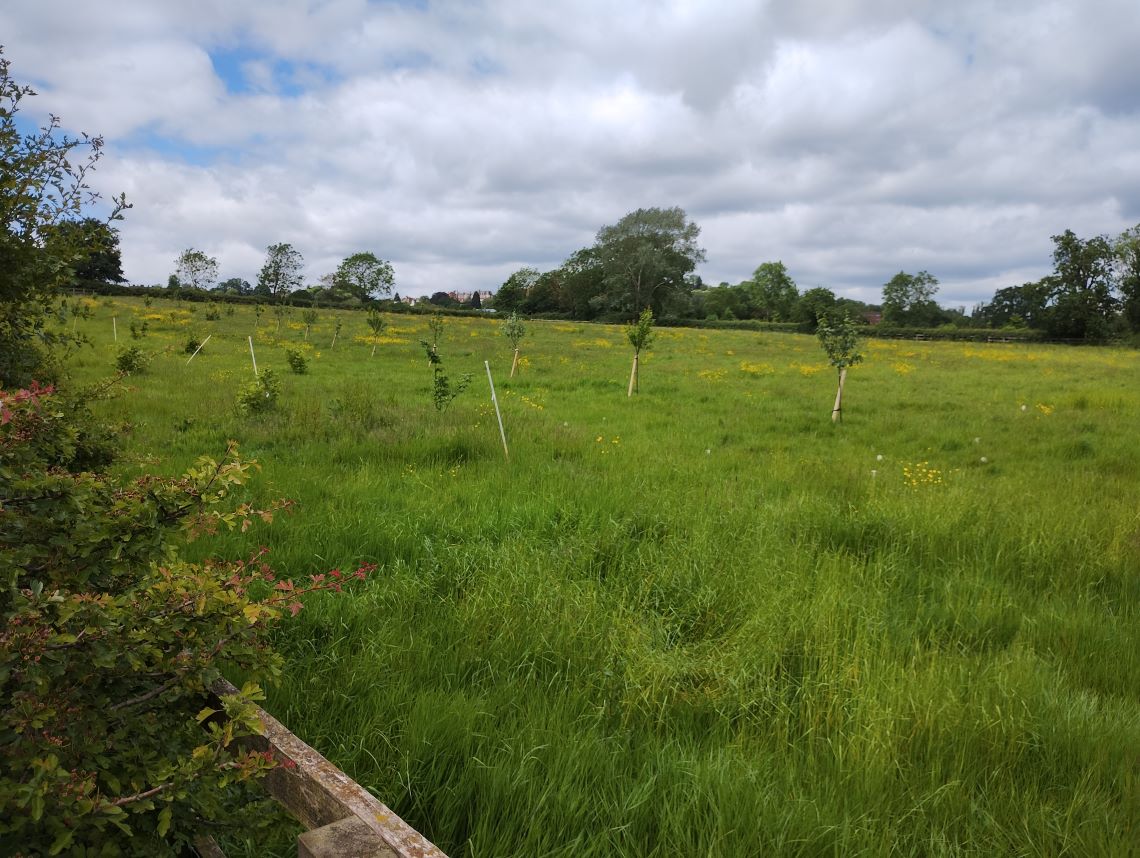 A long shot of a green field