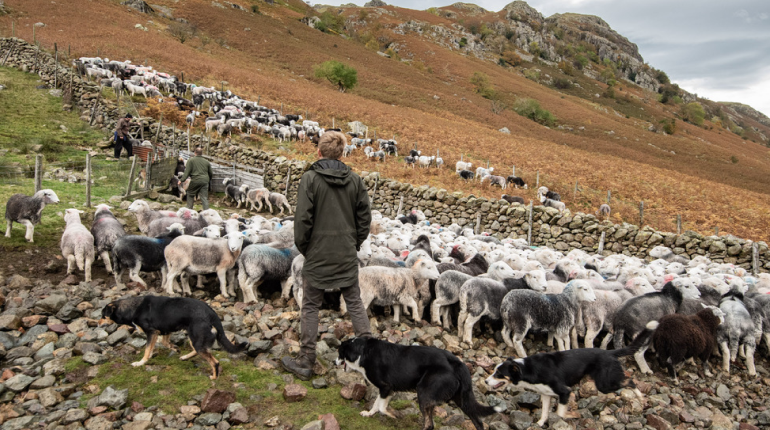 Farmer, sheep, and sheepdogs on uplands