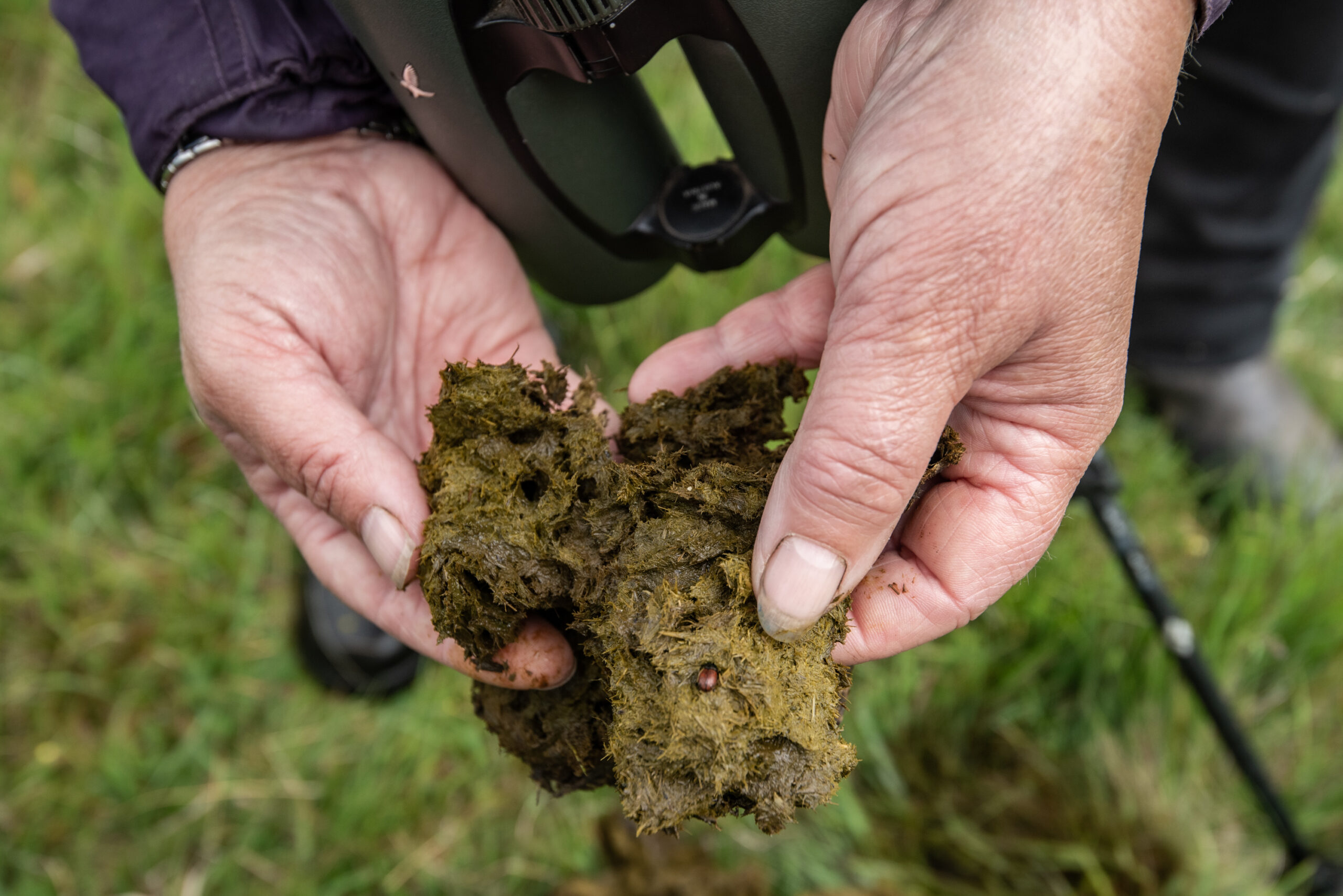 Dartmoor commoner Ann Willcocks assessing the dung beetle population on her land.