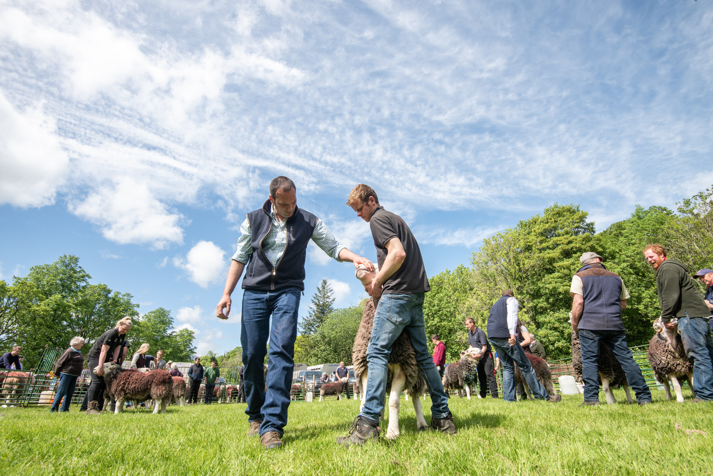 Judging Herdwicks at the Keswick Spring Fair