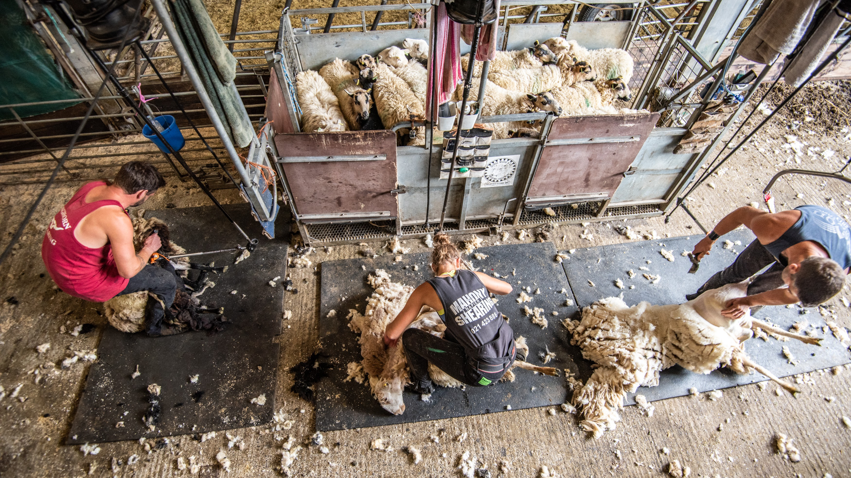 Shearing crew at work at East Okement Farm, Dartmoor. Photo: Rob Fraser