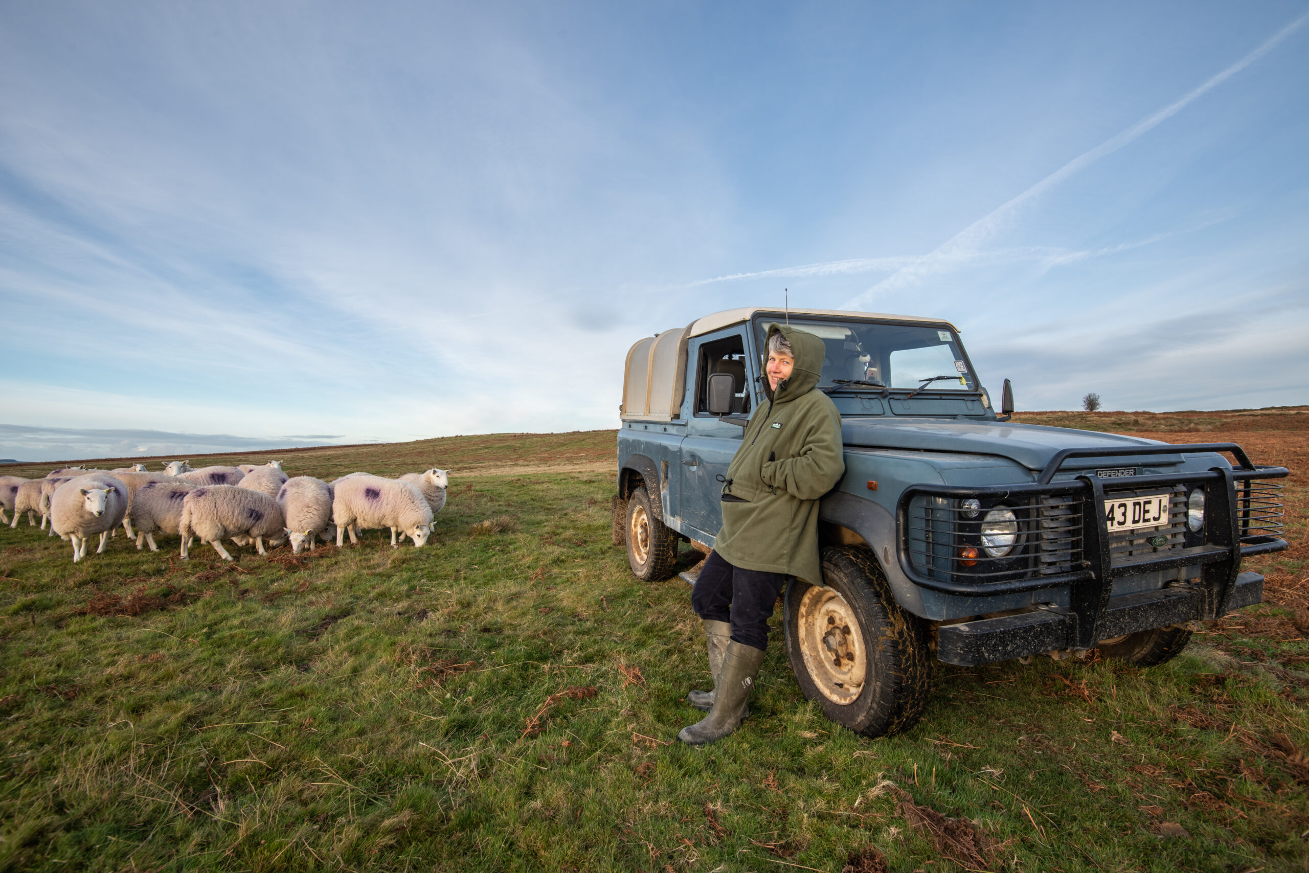 Tess Hallet grazes her flock of Welsh ewes on Stapeley Common, Shropshire