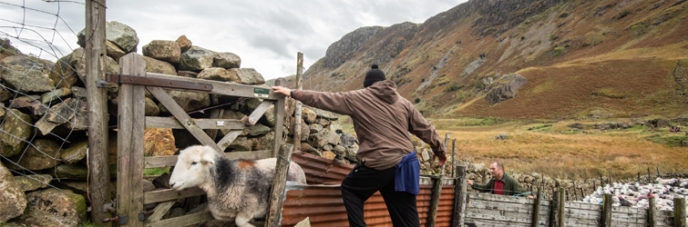 A man helps a sheep through a wall. A man helps a sheep through a wall. Photo: Rob Fraser